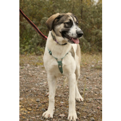 Белая леди - нежная, добрая собака-подросток