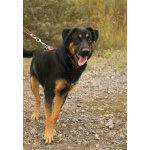 Маленький энерджайзер - очень веселый, игривый щенок