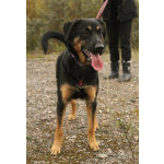 Маленький энерджайзер - очень веселый, игривый щенок