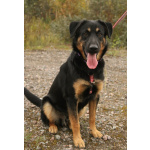 Маленький энерджайзер - очень веселый, игривый щенок