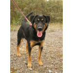 Маленький энерджайзер - очень веселый, игривый щенок