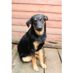 Маленький энерджайзер - очень веселый, игривый щенок