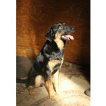 Маленький энерджайзер - очень веселый, игривый щенок