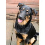 Маленький энерджайзер - очень веселый, игривый щенок