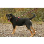 Маленький энерджайзер - очень веселый, игривый щенок