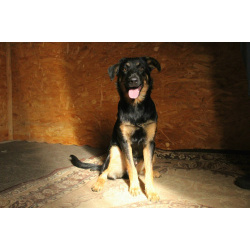 Маленький энерджайзер - очень веселый, игривый щенок