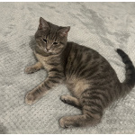 Котёнок Шаня в добрые руки. Привезу к вам