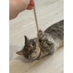 Котёнок Шаня в добрые руки. Привезу к вам