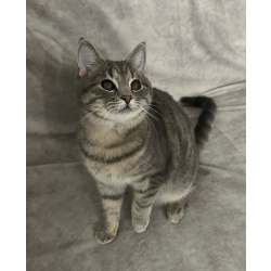 Котёнок Шаня в добрые руки. Привезу к вам