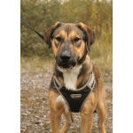 Рыжий весёлый красавчик