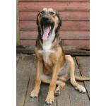 Рыжий весёлый красавчик