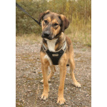 Рыжий весёлый красавчик