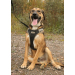 Рыжий весёлый красавчик