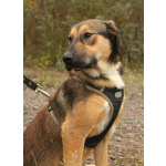 Рыжий весёлый красавчик