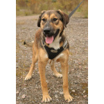 Рыжий весёлый красавчик