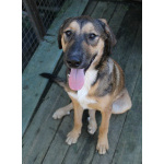 Рыжий весёлый красавчик