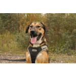 Рыжий весёлый красавчик