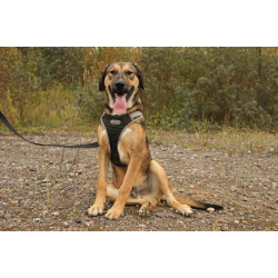 Рыжий весёлый красавчик