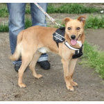 Добрый, жизнерадостный Чук мечтает о любимой семье и доме!