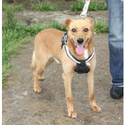 Добрый, жизнерадостный Чук мечтает о любимой семье и доме!