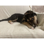 Малыш Джери мечтает встретить Новый год дома!