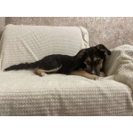 Малыш Джери мечтает встретить Новый год дома!