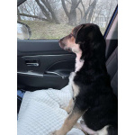 Малыш Джери мечтает встретить Новый год дома!