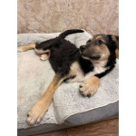 Малыш Джери мечтает встретить Новый год дома!