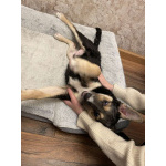 Малыш Джери мечтает встретить Новый год дома!