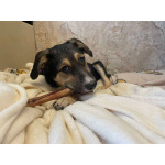 Малыш Джери мечтает встретить Новый год дома!