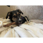 Малыш Джери мечтает встретить Новый год дома!