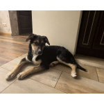 Малыш Джери мечтает встретить Новый год дома!