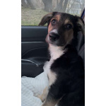 Малыш Джери мечтает встретить Новый год дома!