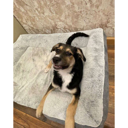 Малыш Джери мечтает встретить Новый год дома!