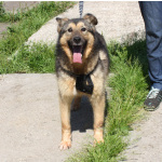 Дружелюбный, доверчивый Тимоша в поисках своей семьи и дома