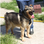 Дружелюбный, доверчивый Тимоша в поисках своей семьи и дома