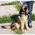 Дружелюбный, доверчивый Тимоша в поисках своей семьи и дома