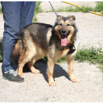 Дружелюбный, доверчивый Тимоша в поисках своей семьи и дома