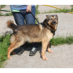 Дружелюбный, доверчивый Тимоша в поисках своей семьи и дома