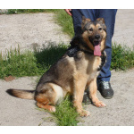 Дружелюбный, доверчивый Тимоша в поисках своей семьи и дома