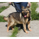 Дружелюбный, доверчивый Тимоша в поисках своей семьи и дома