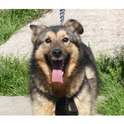 Дружелюбный, доверчивый Тимоша в поисках своей семьи и дома