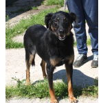 Ласковая, добрая собака Альма ждет своего родного ЧЕЛОВЕКА!