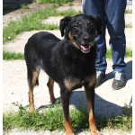 Ласковая, добрая собака Альма ждет своего родного ЧЕЛОВЕКА!