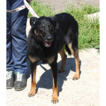 Ласковая, добрая собака Альма ждет своего родного ЧЕЛОВЕКА!