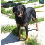 Ласковая, добрая собака Альма ждет своего родного ЧЕЛОВЕКА!