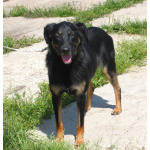 Ласковая, добрая собака Альма ждет своего родного ЧЕЛОВЕКА!