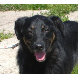 Ласковая, добрая собака Альма ждет своего родного ЧЕЛОВЕКА!