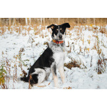 Невероятный Любимчик ищет дом