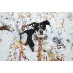 Невероятный Любимчик ищет дом